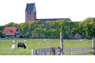 Schapen in de wei met uitzicht op de kerk